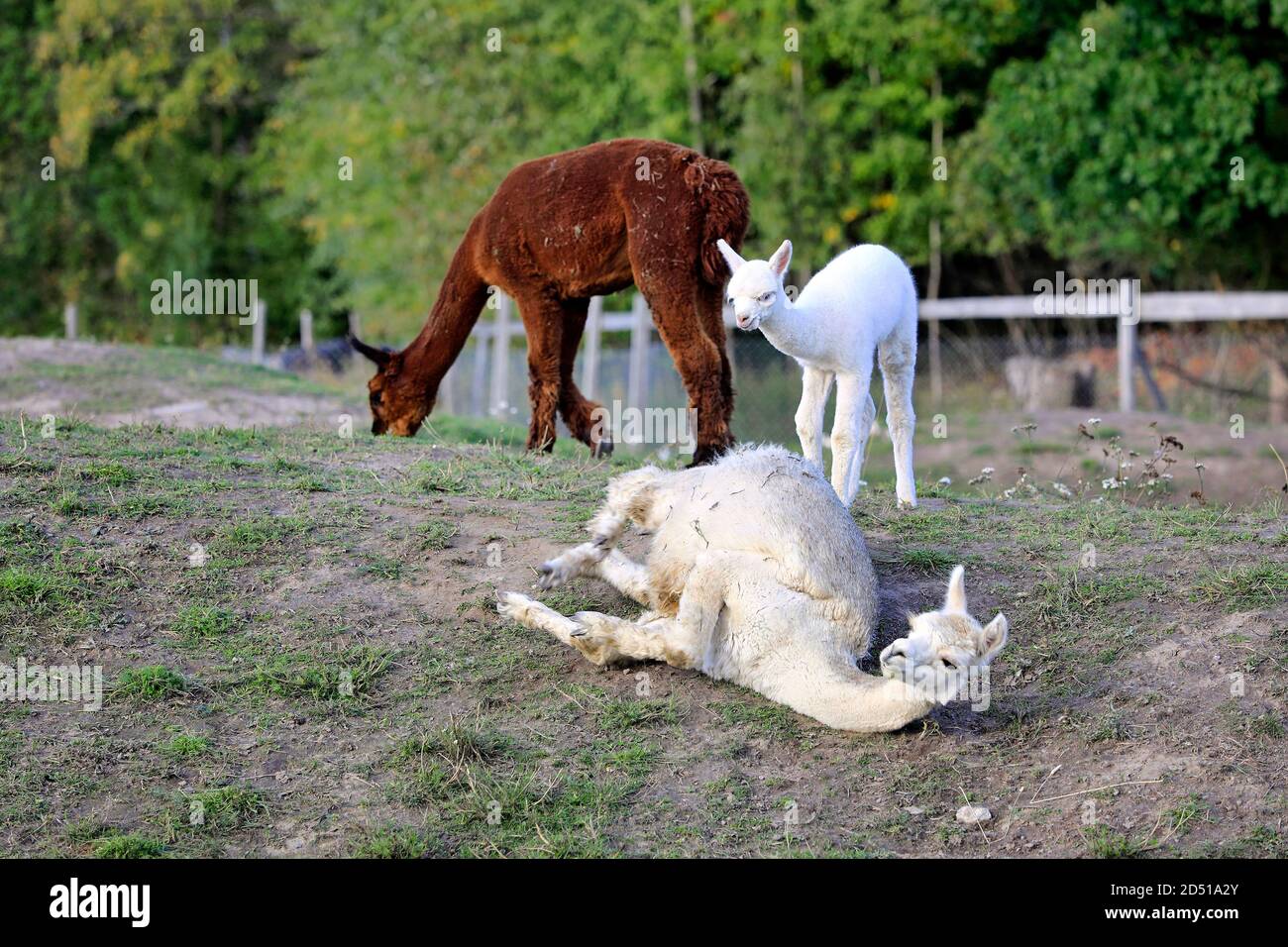 White Alpaca, Vicugna pacos, is rolling over on ground in a fenced pasture while other alpacas are grazing. Stock Photo