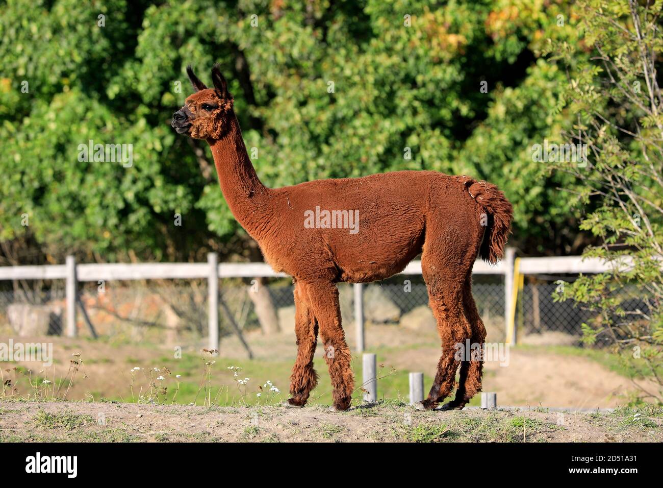 Brown Alpaca, Vicugna pacos, seen from the side, standing in a fenced pasture on the farm. Stock Photo