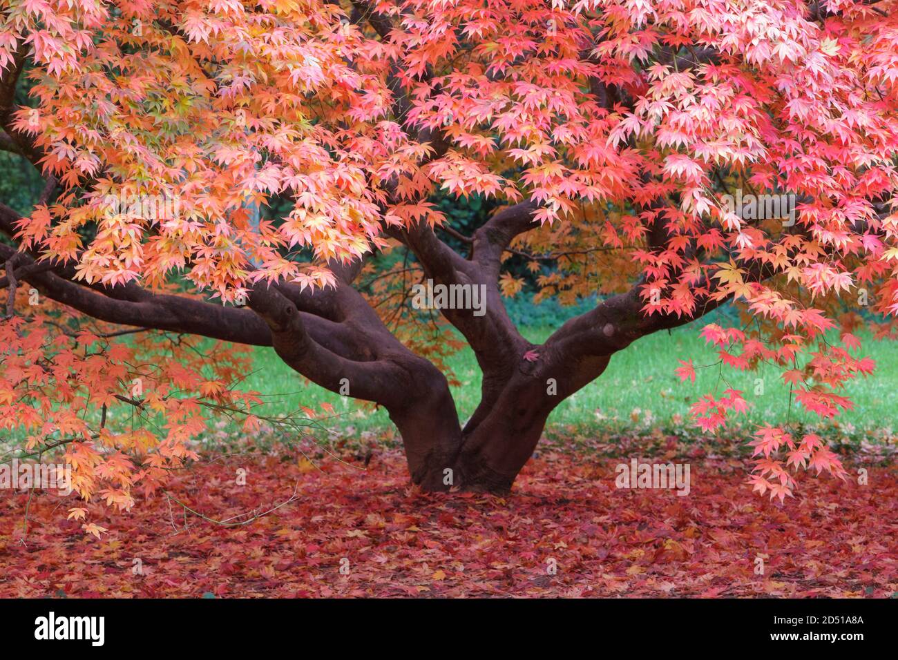 Autumn colours Stock Photo