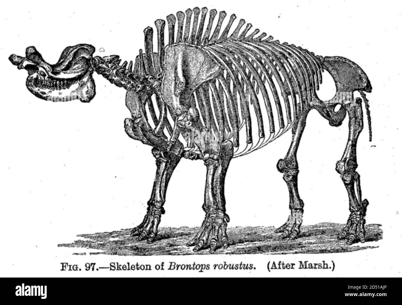 vintage dinosaur extinct animal illustration Stock Photo Alamy