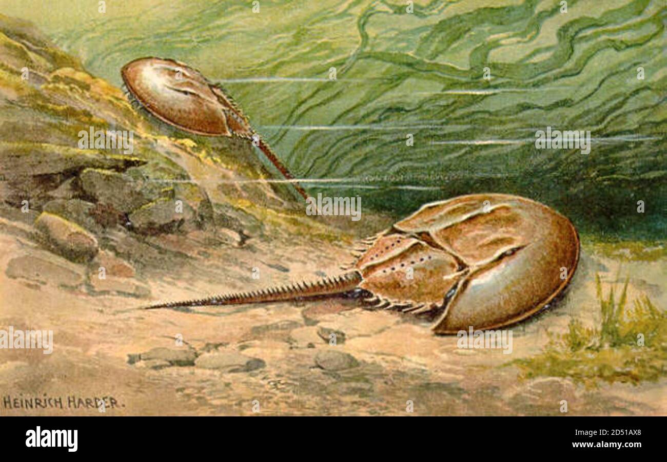 vintage dinosaur extinct animal illustration Stock Photo