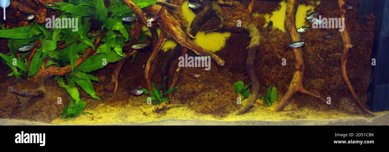 Aquarium with Buenos Aires tetra (Hemigrammus anisitsi) Stock Photo