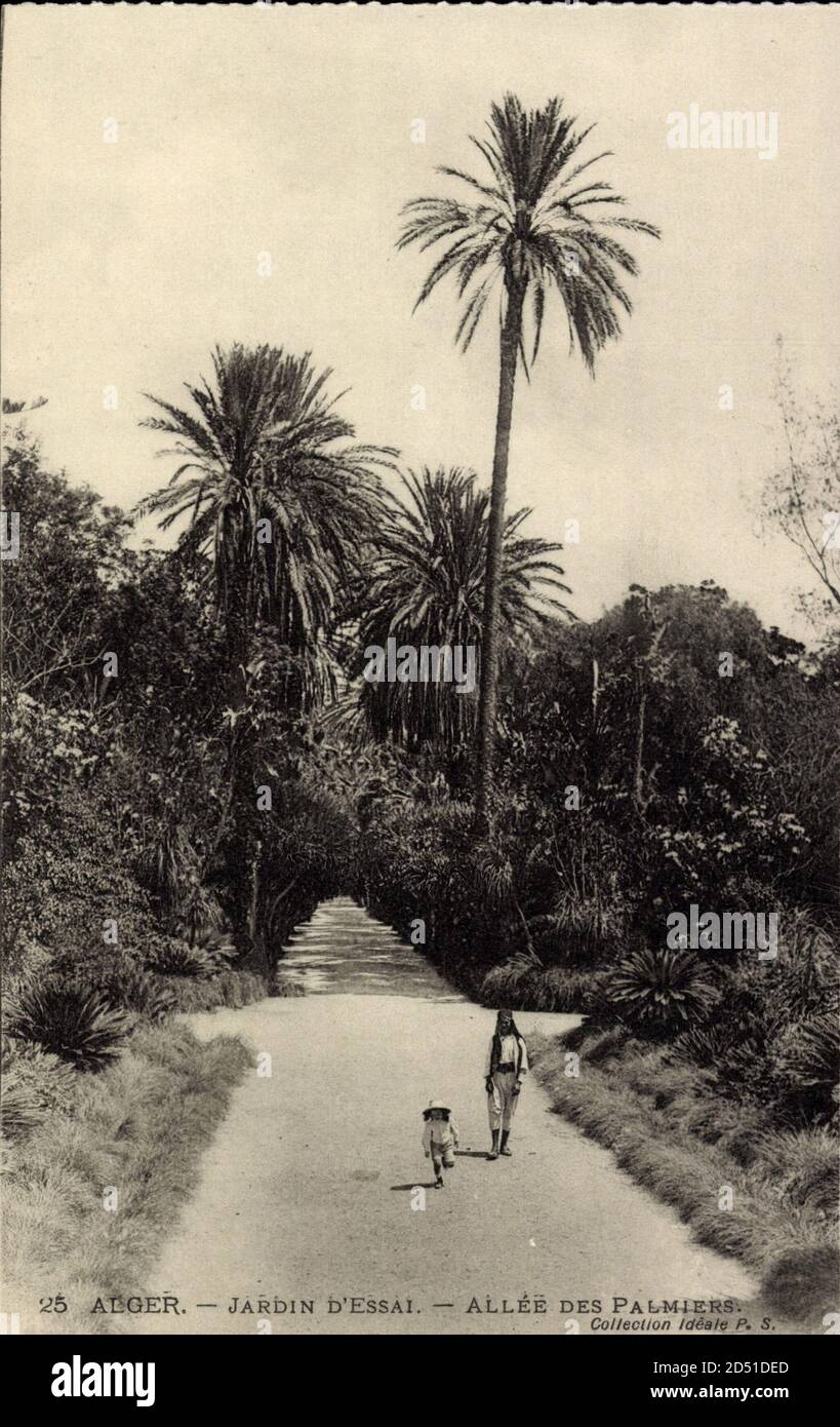 Alger Algerien Jardin D Essai All e Des Palmiers Usage Worldwide alger-algerien-jardin-d-essai-all-e-des-palmiers-usage-worldwide