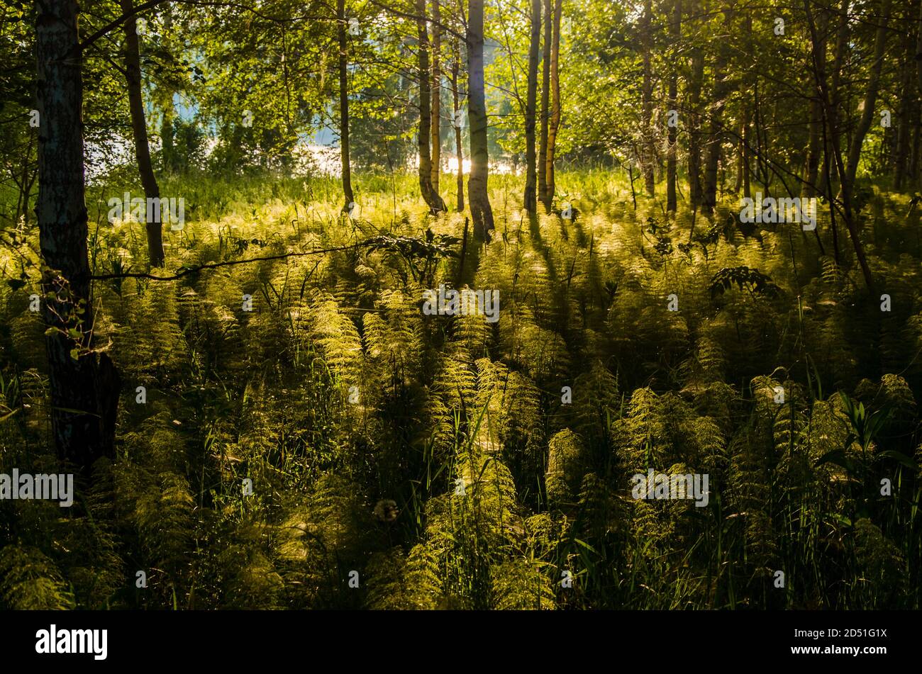 Dense wild forest fern thickets hi-res stock photography and images - Alamy