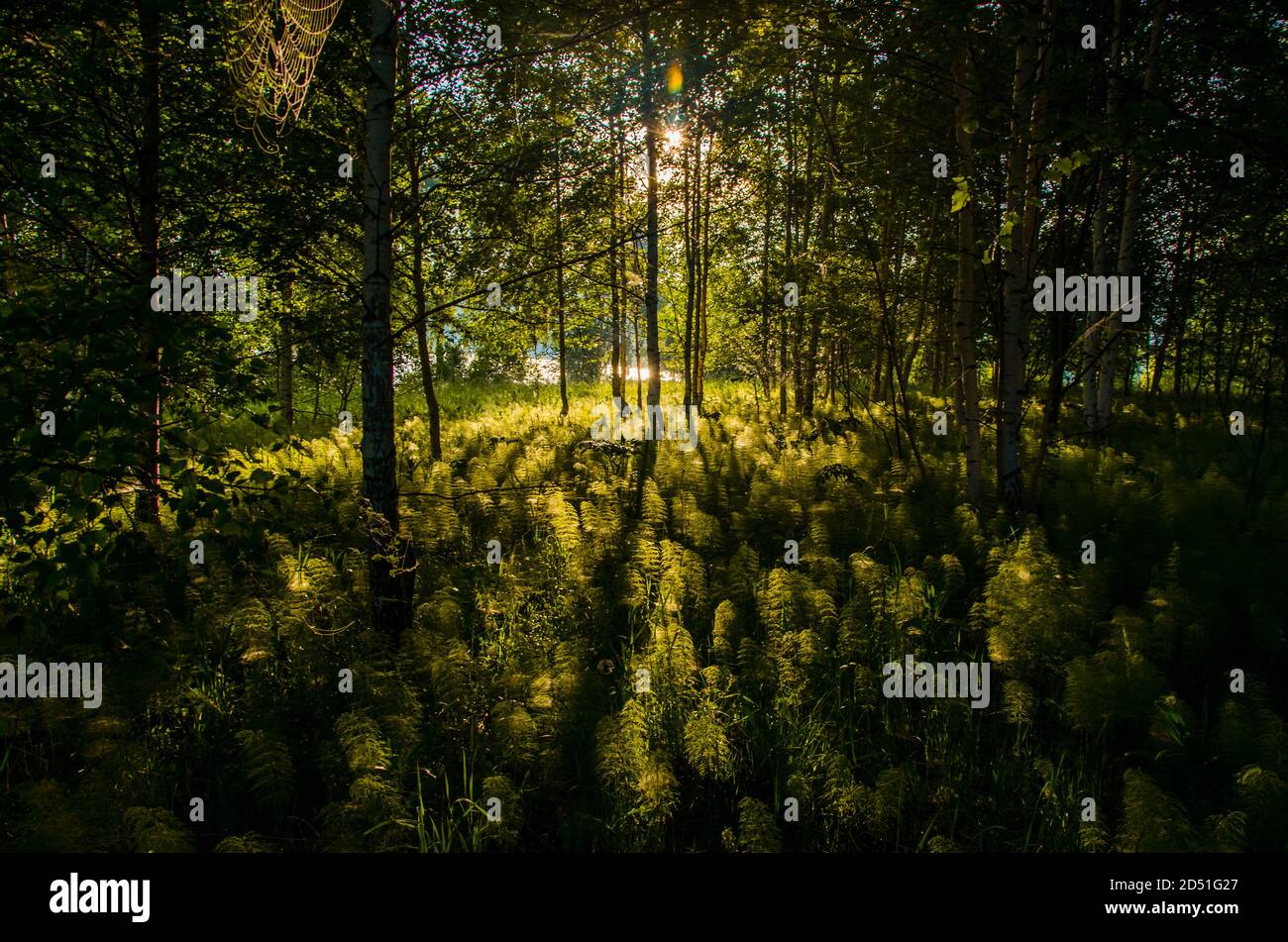 Dense wild forest fern thickets hi-res stock photography and images - Alamy