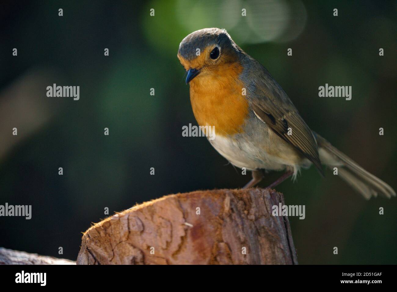 Robin on a log. Stock Photo