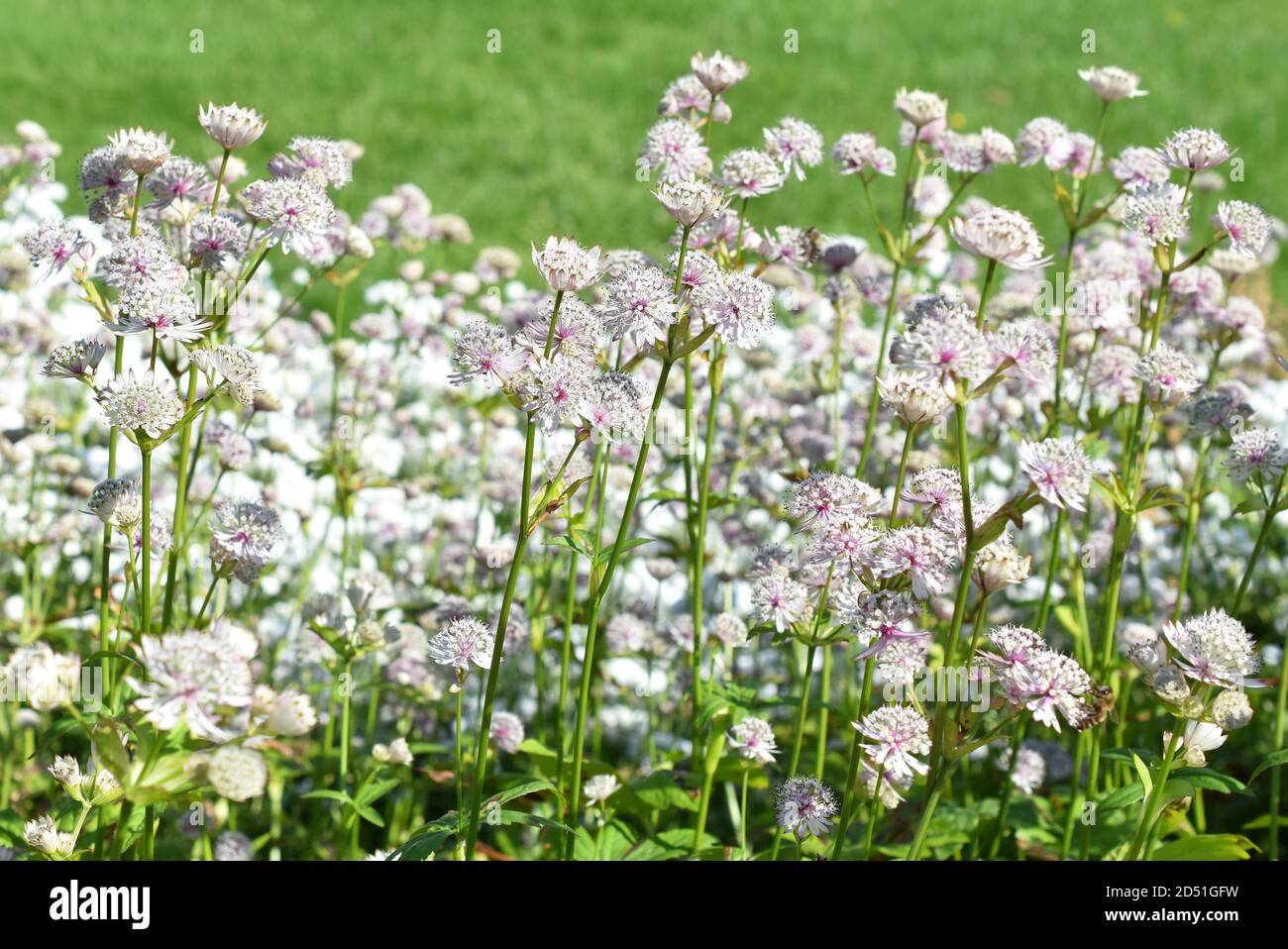 Great masterwort Astrantia major flowering in a park a summer day Stock Photo