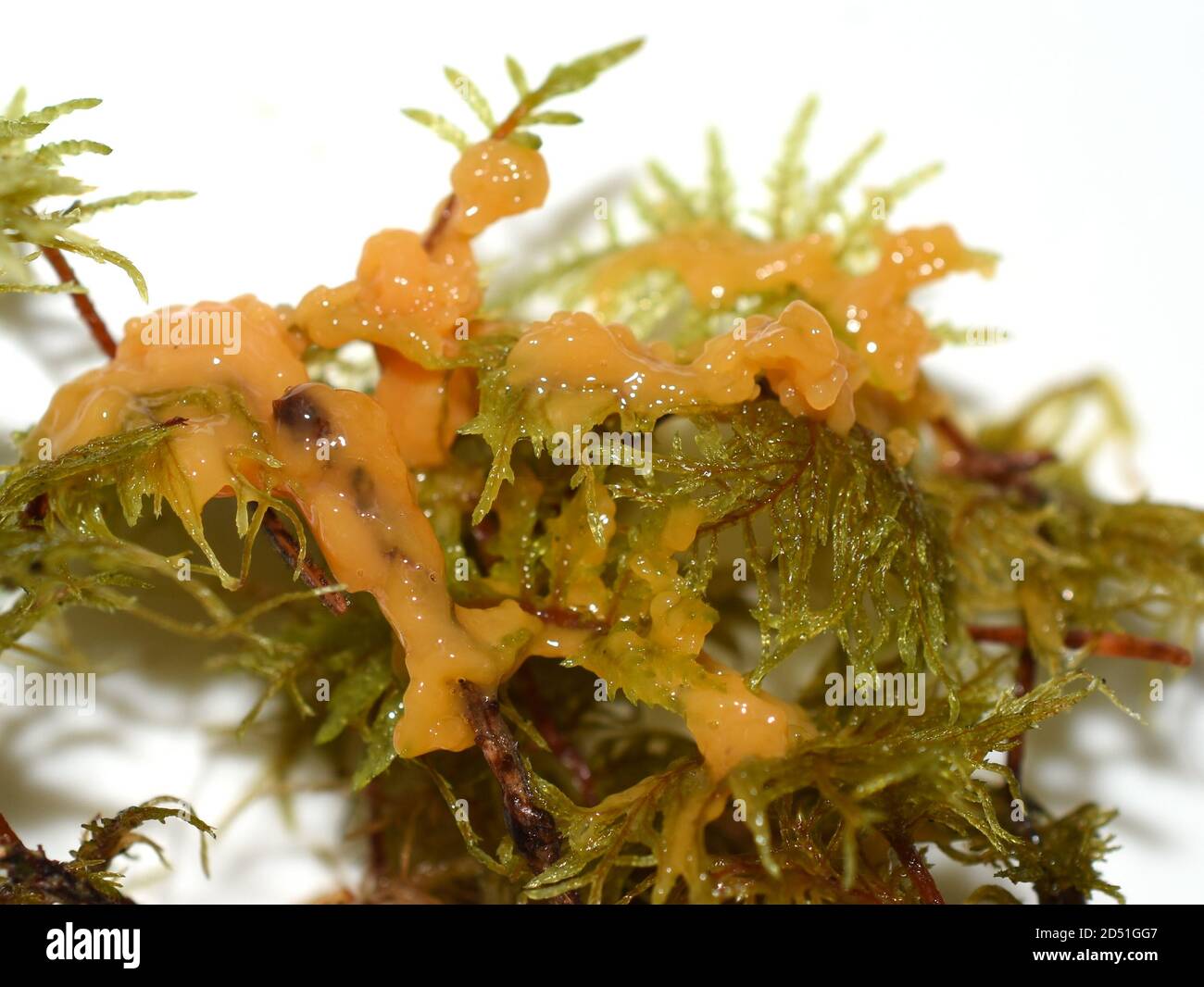 The yellow slime fungus dog vomit slime mold Fuligo septica growing on moss Stock Photo