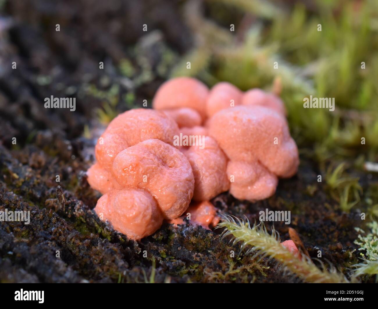 Wolf's milk Lycogala epidendrum growing on a stump Stock Photo