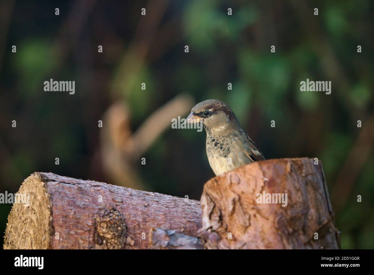 Female house sparrow sitting on a log in a Wiltshire garden Stock Photo