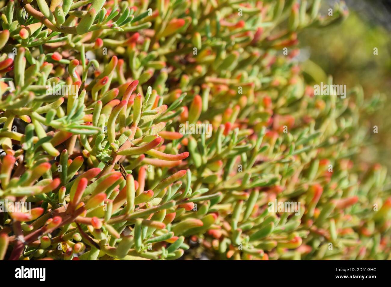 Carpet groundcover of Galapagos Shoreline Purslane Sesuvium portulacastrum Stock Photo