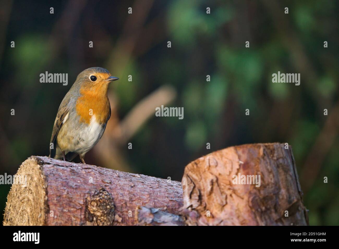 Robin on a pile of logs Stock Photo