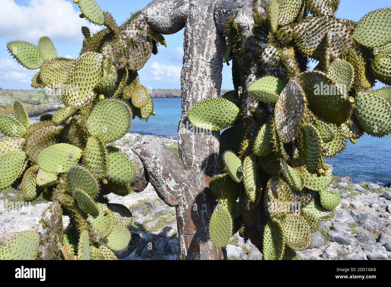 Opuntia Galapagos prickly pear cactus Stock Photo