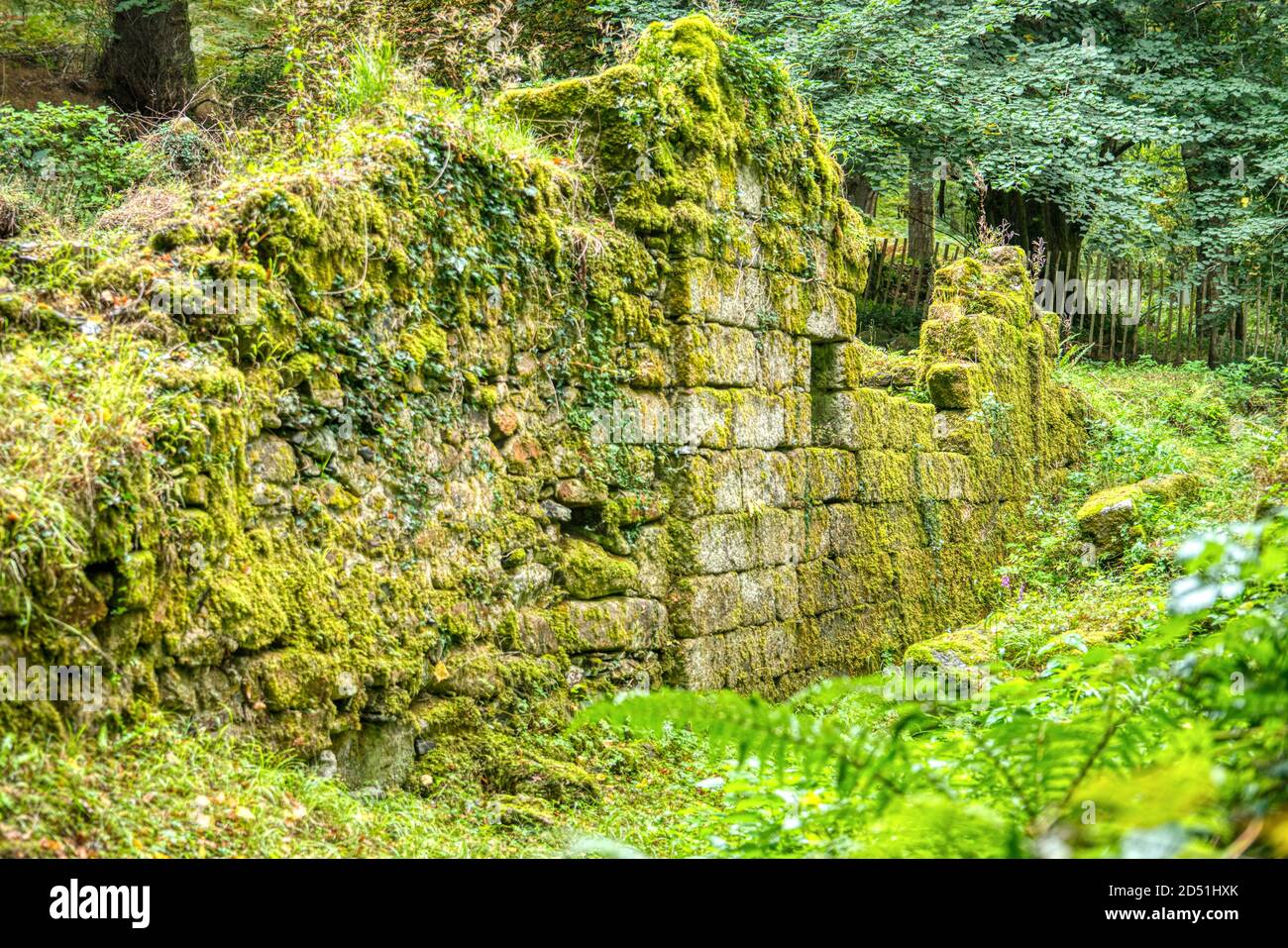 Moss covered ruins of old mill, Fingle Bridge, Dartmoor, Devon, UK Stock Photo