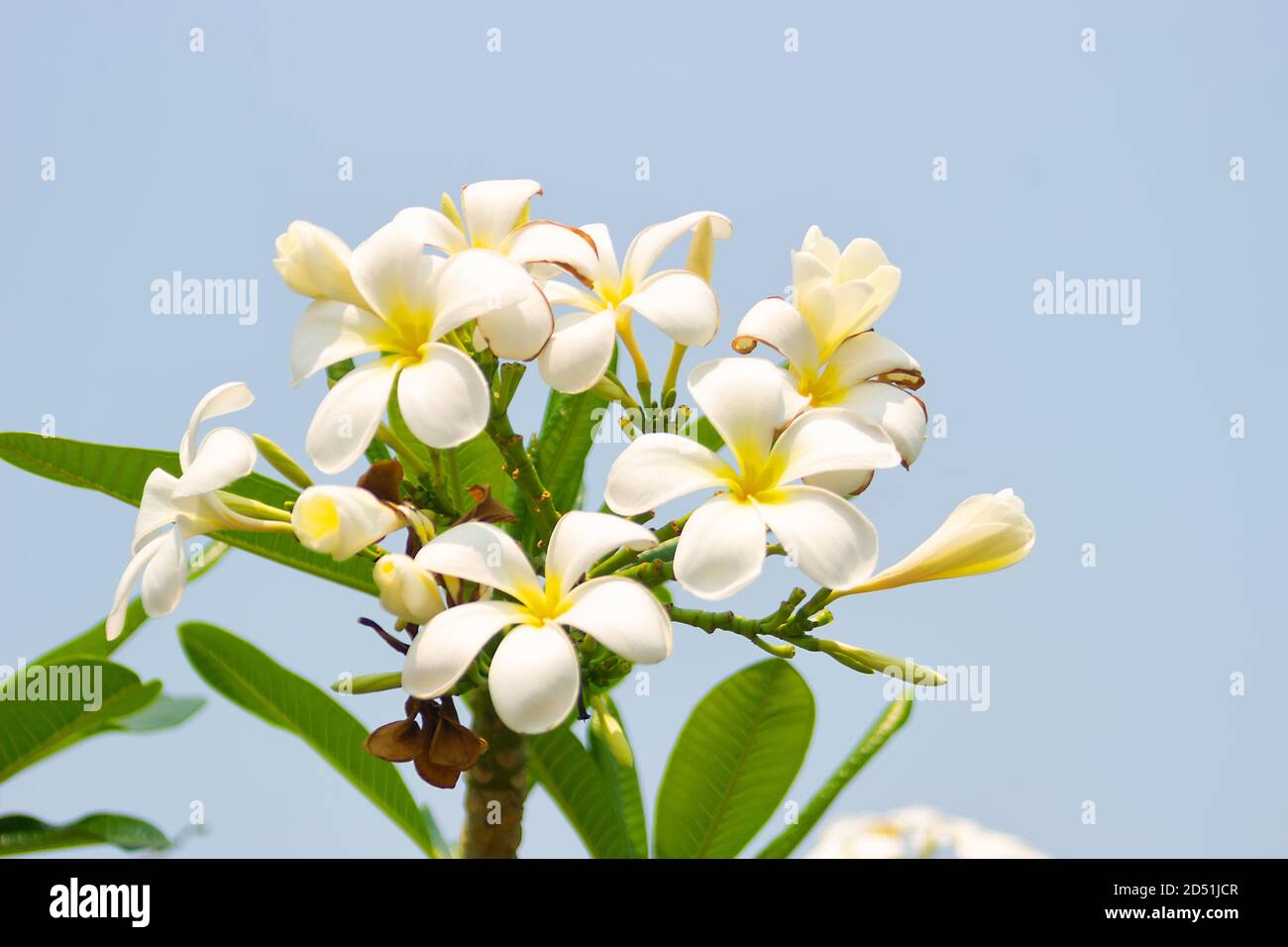 Plumeria most fragrant among beautiful flowers. Plants of paradise