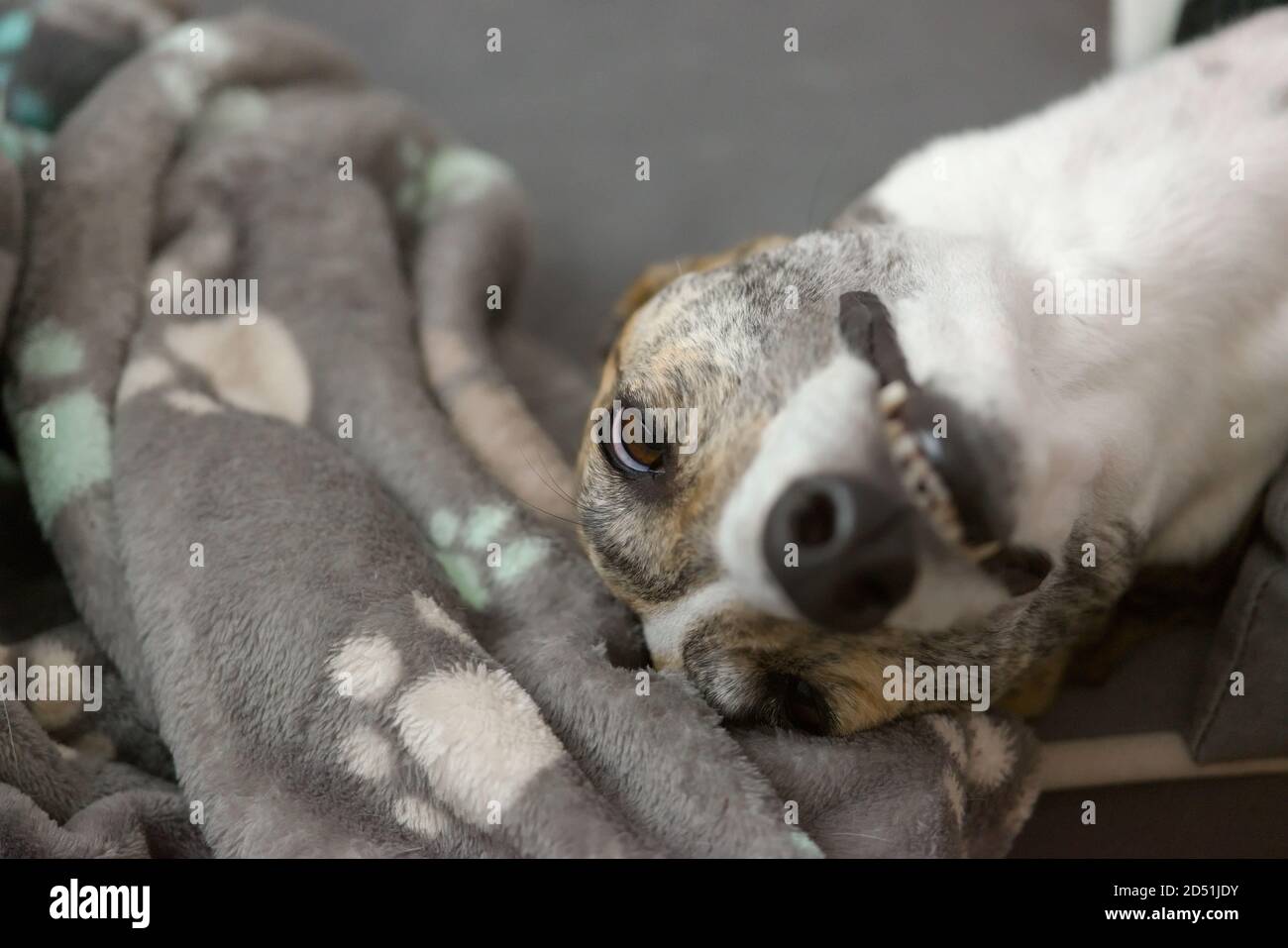 Pet greyhound's funny face as she lies in her dog bed. Focus on her eyes, but long neck and face visible too. Paw patterned dog blanket. Stock Photo