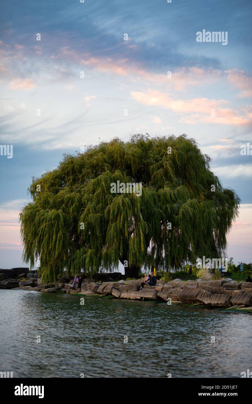 Edgewater Park Willow Tree Ohio Cleveland Stock Photo Alamy