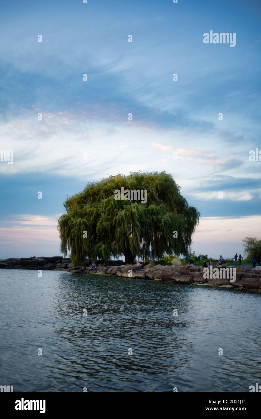 Edgewater Park Willow Tree Ohio Cleveland Stock Photo Alamy