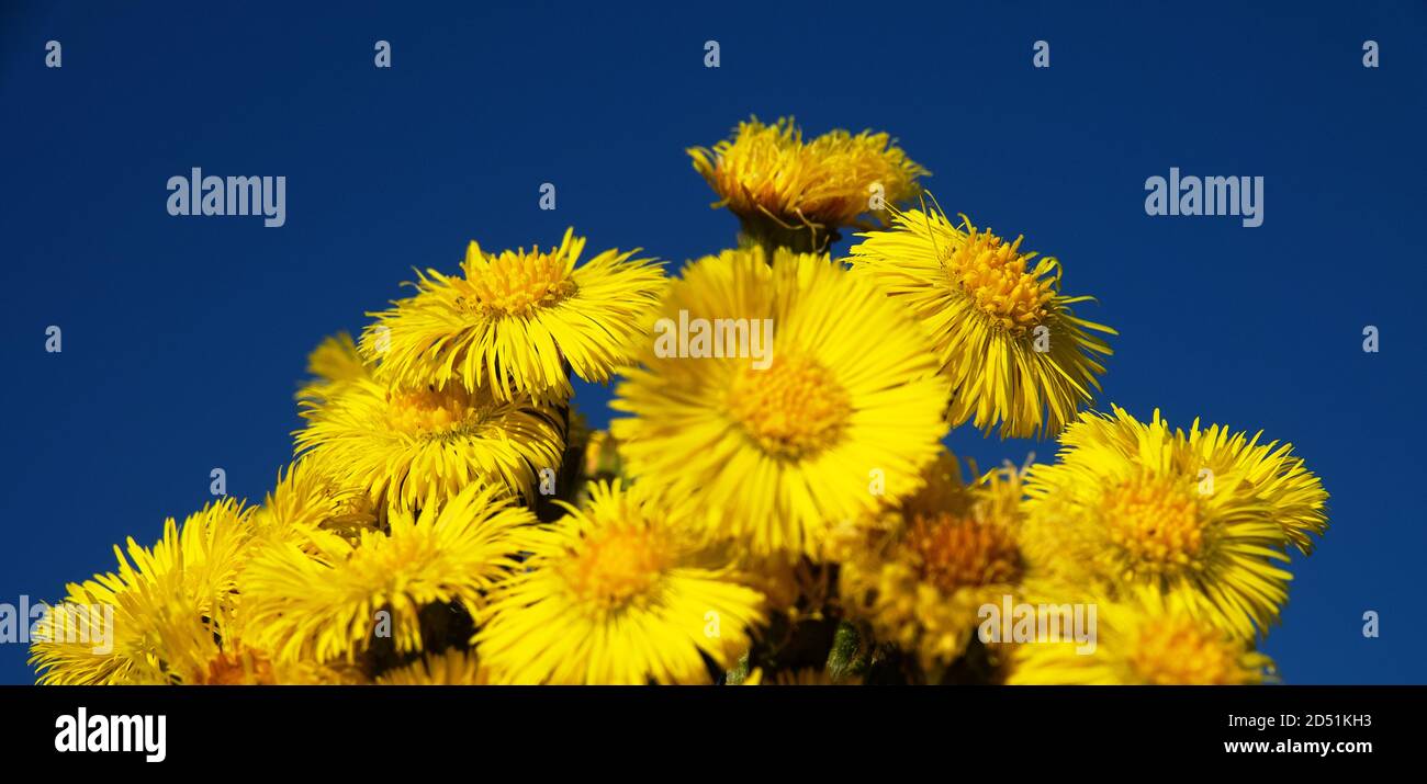 Foalfoot (Tussilago farfara) blooms first. Sample of contrasting colors (gain of one color by another). Bright yellow plant on bright blue background Stock Photo