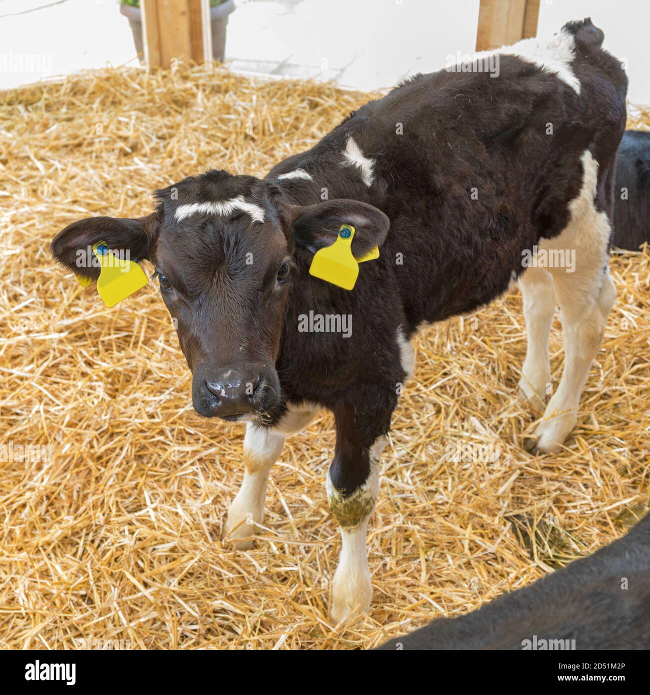 Small Black Calf Cow Standing in Straw at Farm Stock Photo - Alamy