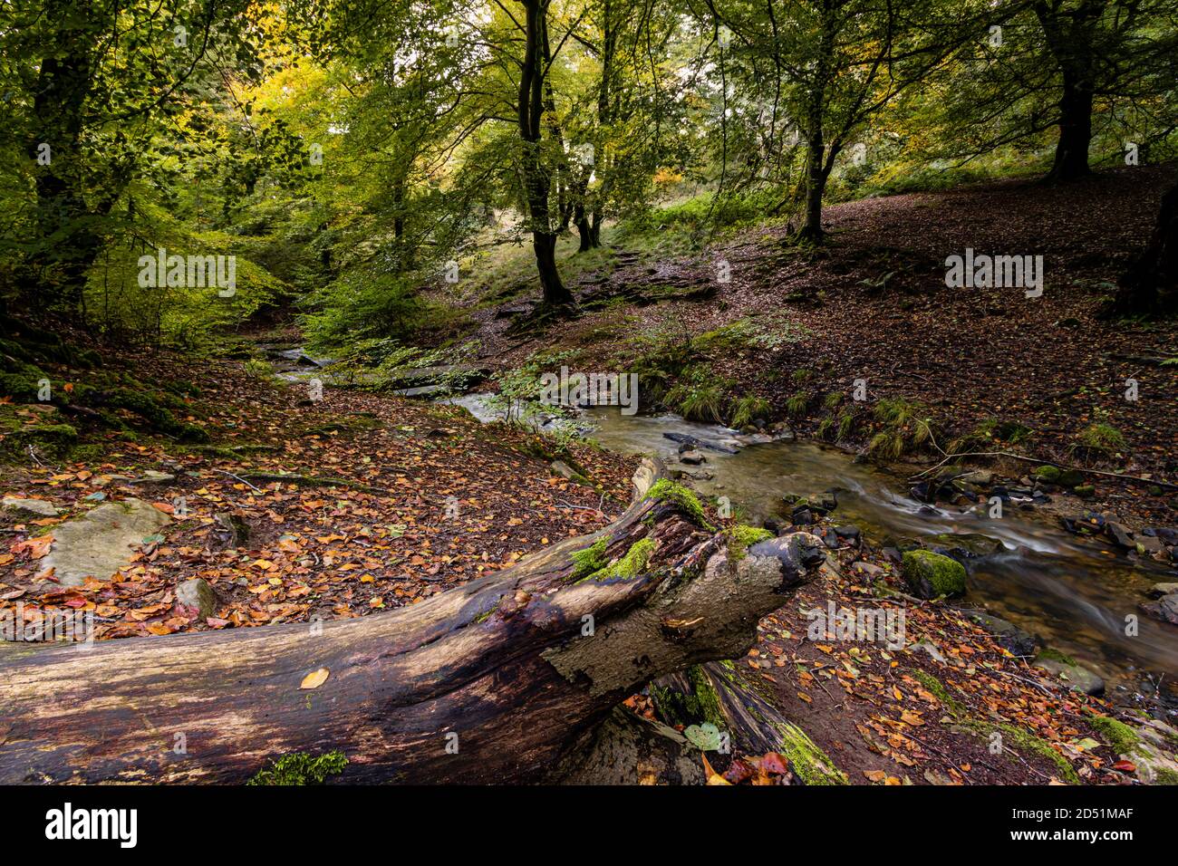 Logs and trees in a forest at the start of autumn Stock Photo