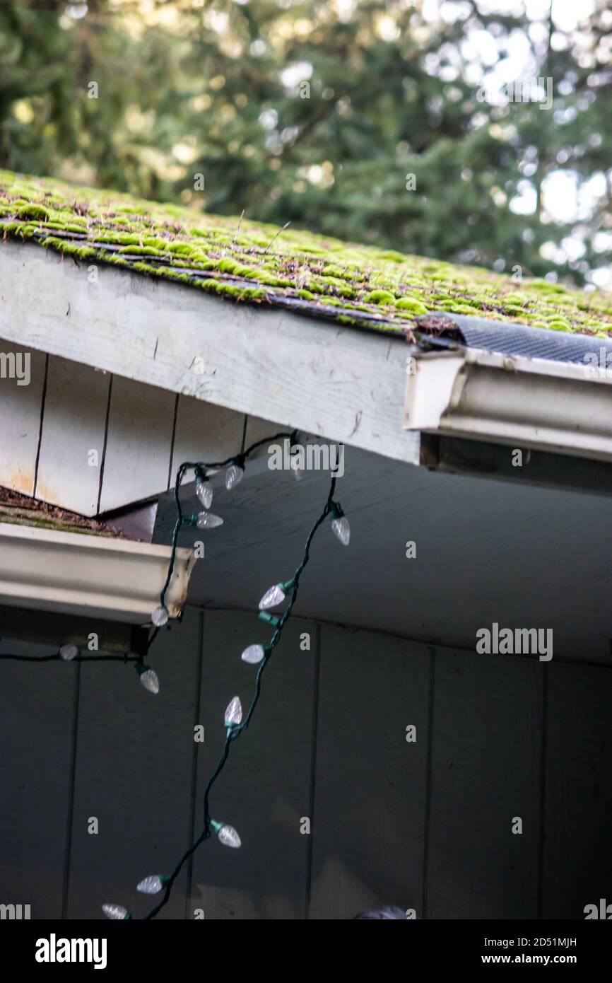 father and adult son hanging christmas lights on the gutter with a