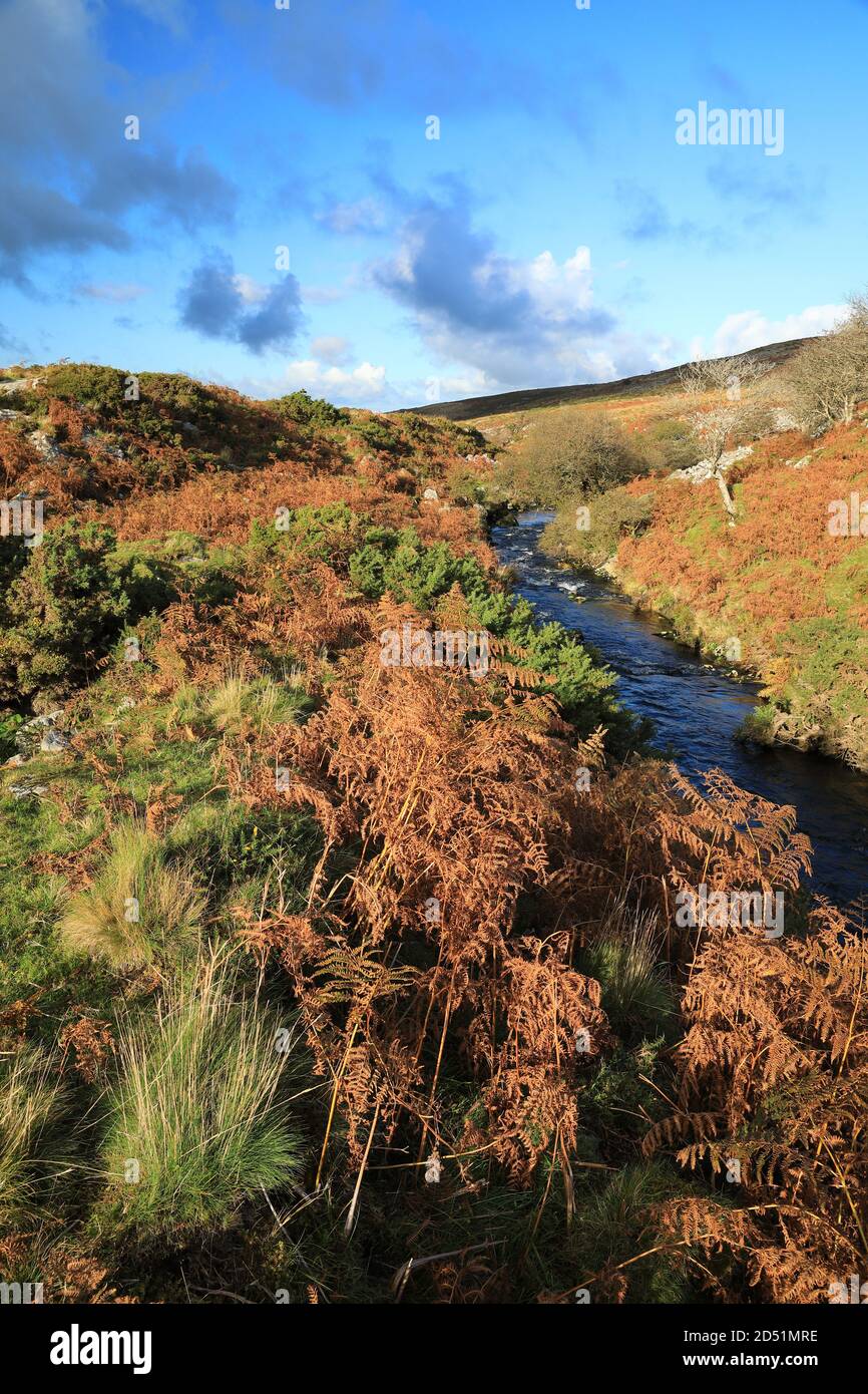 River Taw in Autumn, near Belstone, Dartmoor National Park, Devon, England, UK Stock Photo