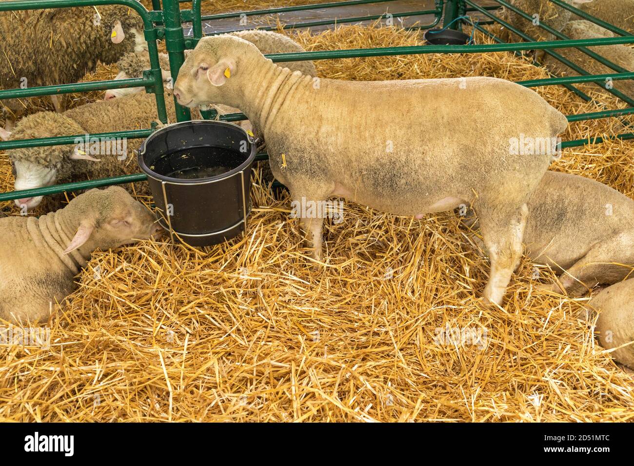 Sheep drinking water hires stock photography and images Alamy