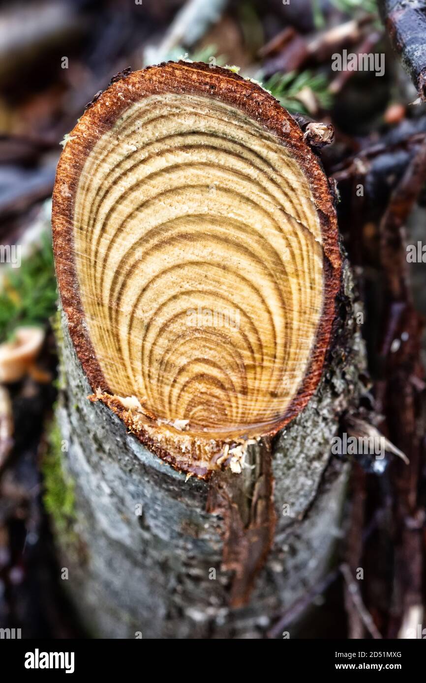 Phytopathology, flaw in wood. Abnormal development of deciduous trees. Alder with eccentric location of core (displaced core) and asymmetric growth ri Stock Photo