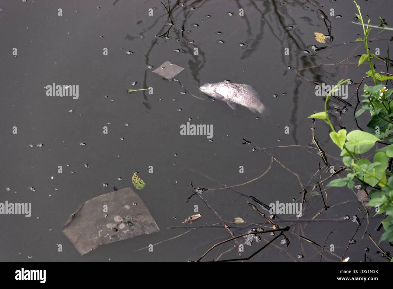 Dead tilapia in the pond surrounded by household garbage, plastic. Fish farming and death from