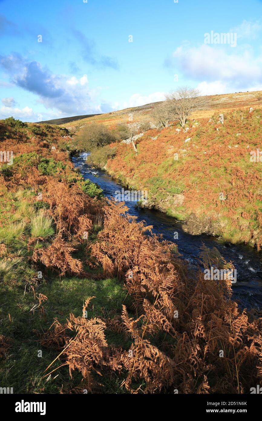 River Taw in Autumn, near Belstone, Dartmoor National Park, Devon, England, UK Stock Photo