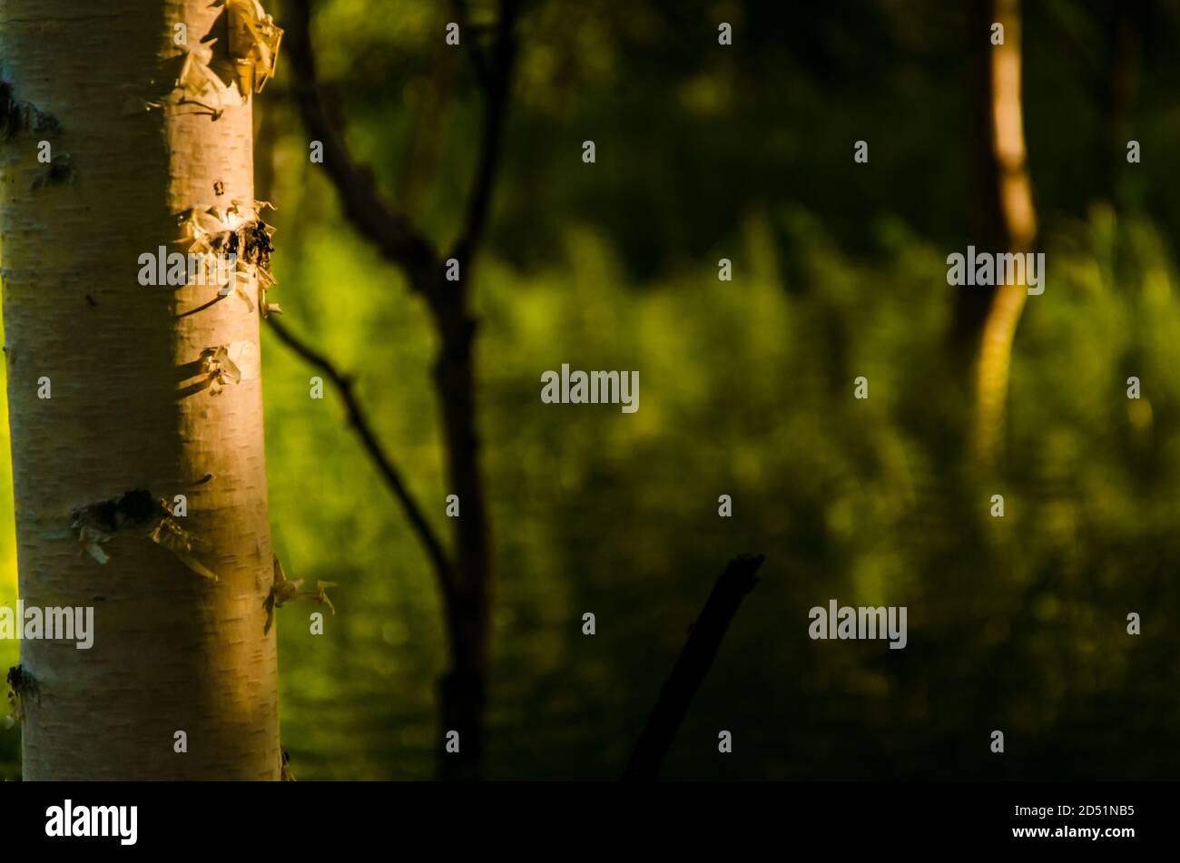 Dense wild forest fern thickets hi-res stock photography and images - Alamy