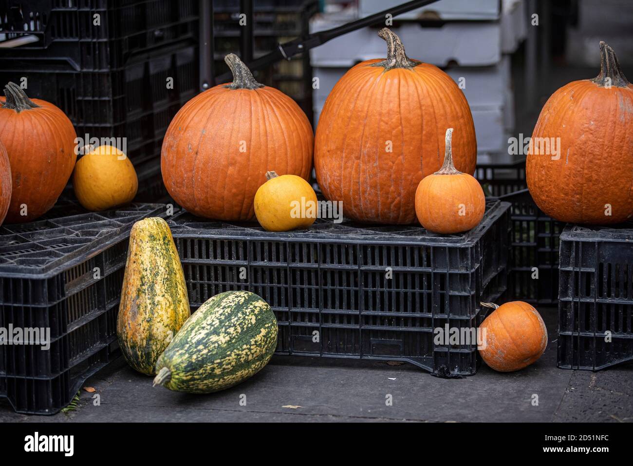 Pumpkins on display at a farmers market Stock Photo - Alamy