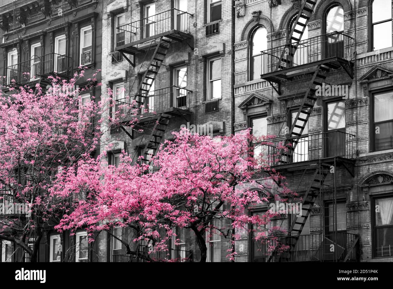 Colorful pink trees blooming outside of old buildings in black and