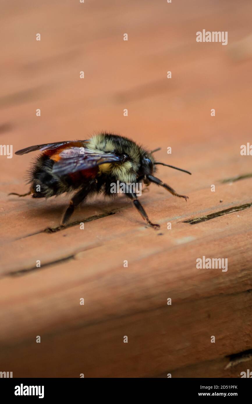 Tired Black And Orange Bumble Bee Landed Walking Around Stock Photo Alamy tired-black-and-orange-bumble-bee-landed-walking-around-stock-photo-alamy