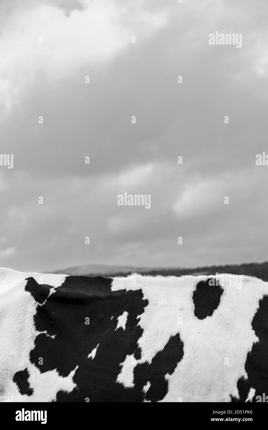Abstract detail of pattern on a cows hide against the sky along the Killeen loop walks near Louisburgh, County Mayo, Ireland Stock Photo