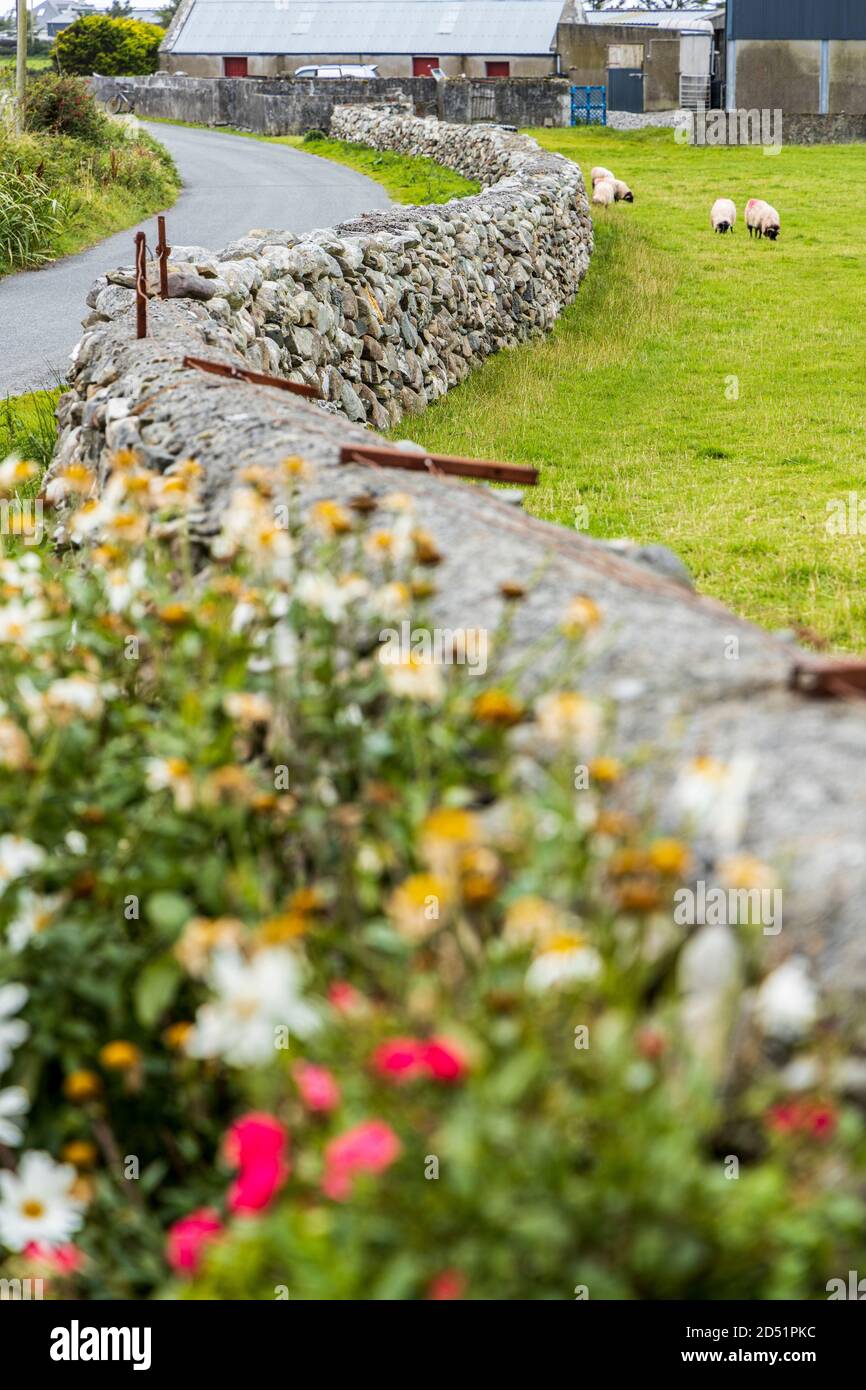 Sheep grazing on grass in a field with dry stone walls, along the Killeen loop walks near Louisburgh, County Mayo, Ireland Stock Photo