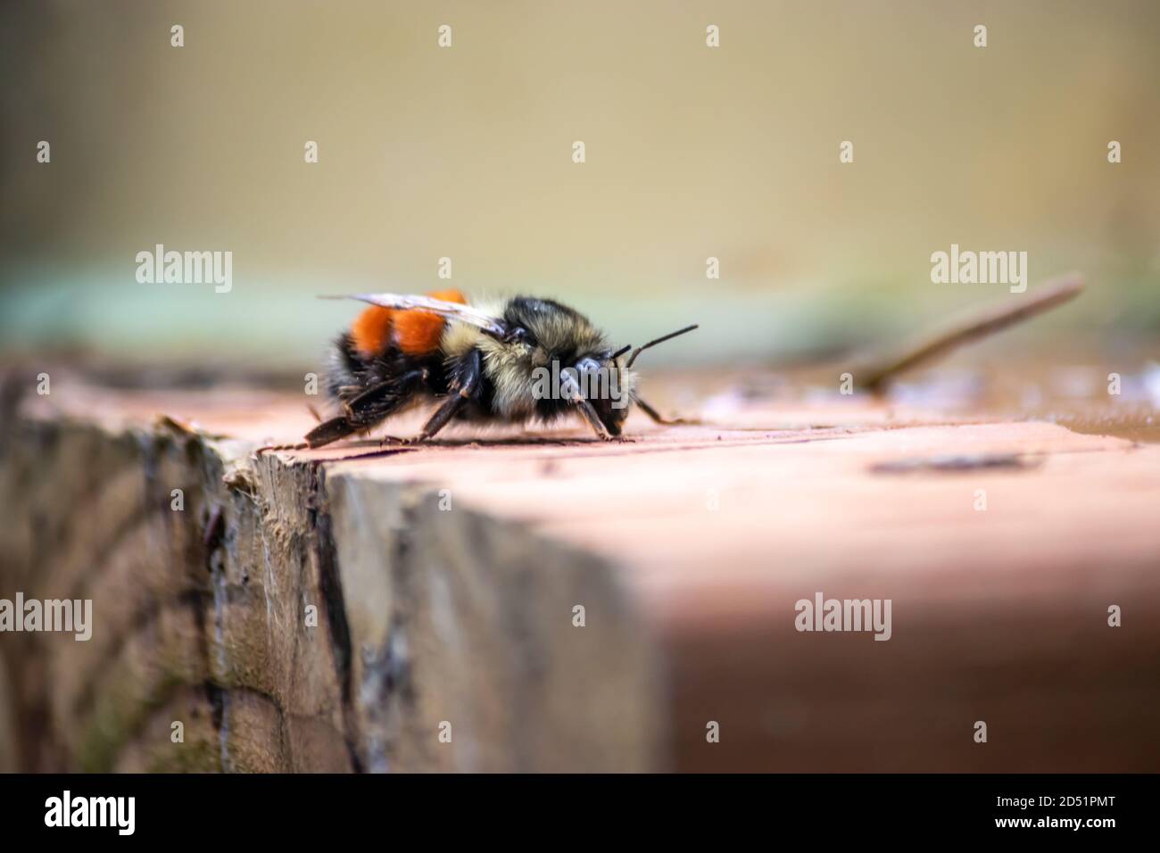 tired black and orange bumble bee landed walking around Stock Photo Alamy