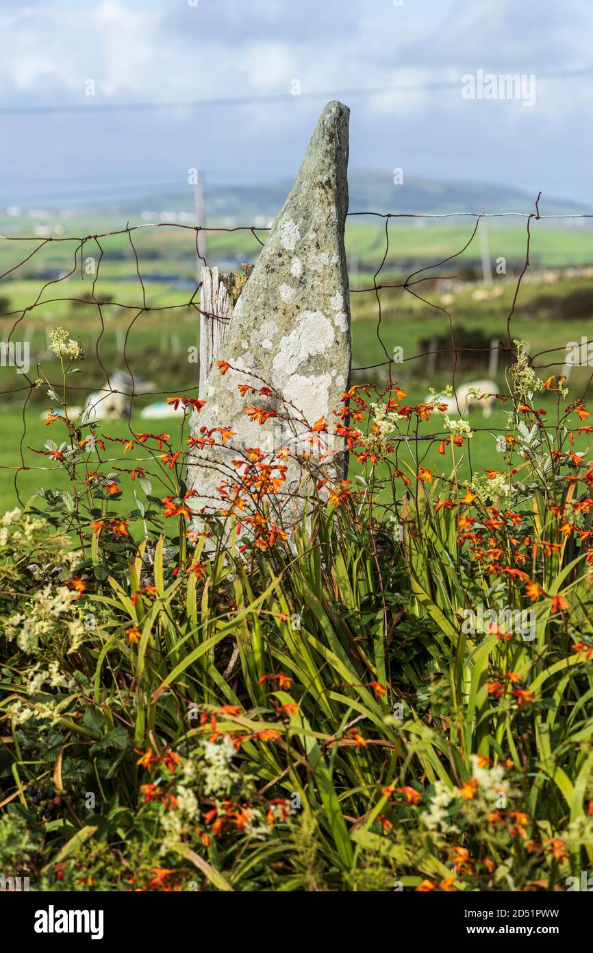 Dry stone wall and barbed wire to contain the livestock along the Killeen loop walks near Louisburgh, County Mayo, Ireland Stock Photo