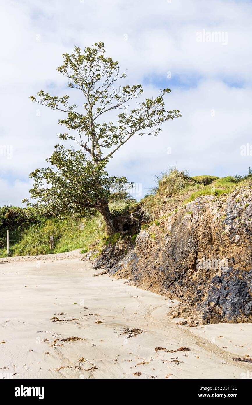 Tree old head county mayo hires stock photography and images Alamy