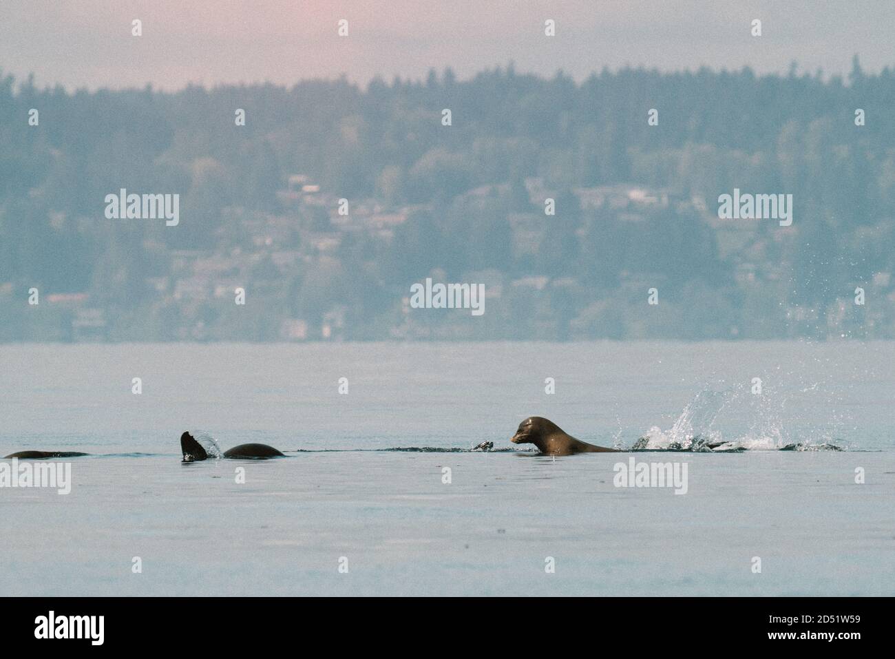 A raft of sea lions swimming together in Puget Sound Stock Photo - Alamy