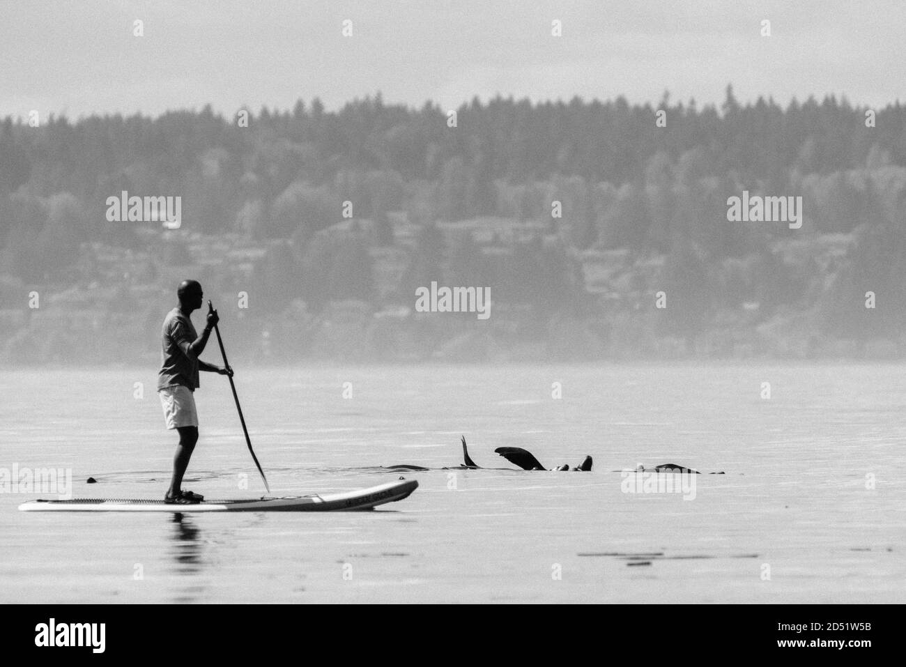 A man paddleboarding past a raft of sea lions in Puget Sound Stock