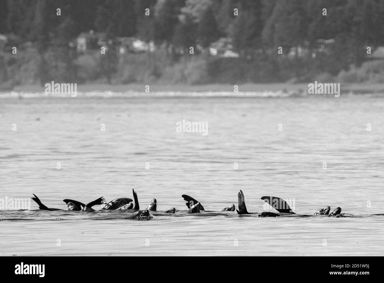 A large group of sea lions floating together in West Seattle Stock Photo