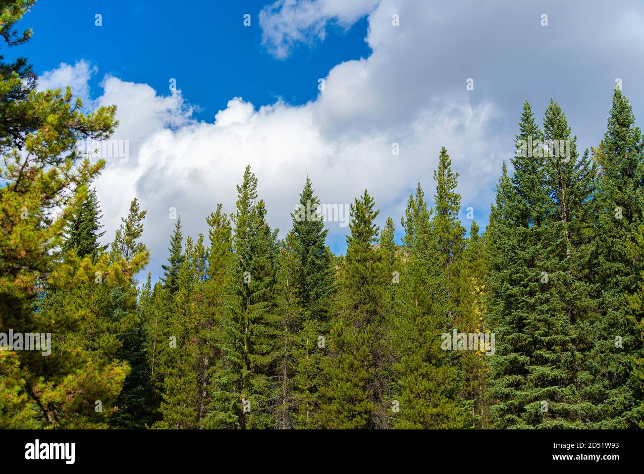 Alberta trees hi-res stock photography and images - Alamy