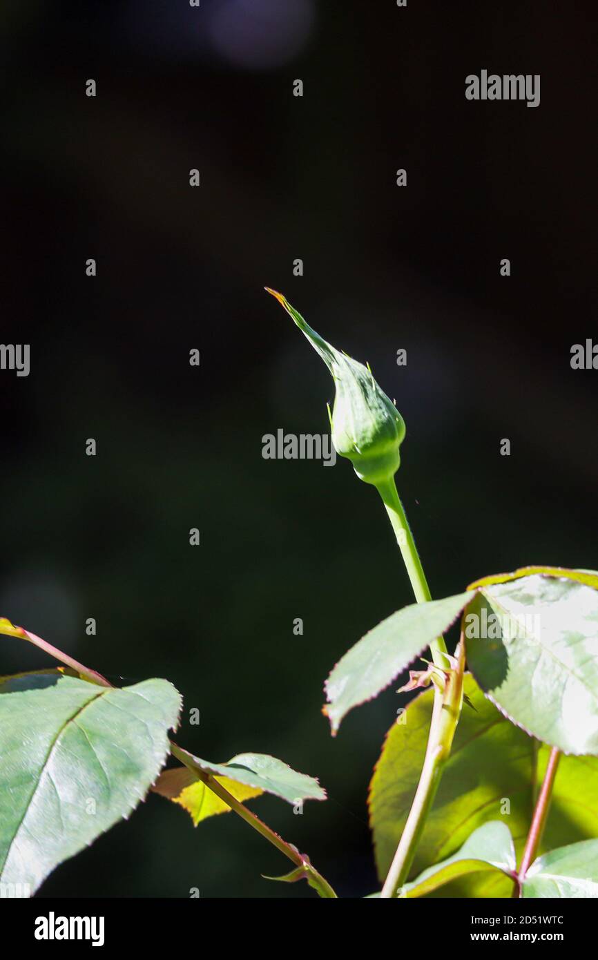 one unopened rose bud that is still green Stock Photo Alamy