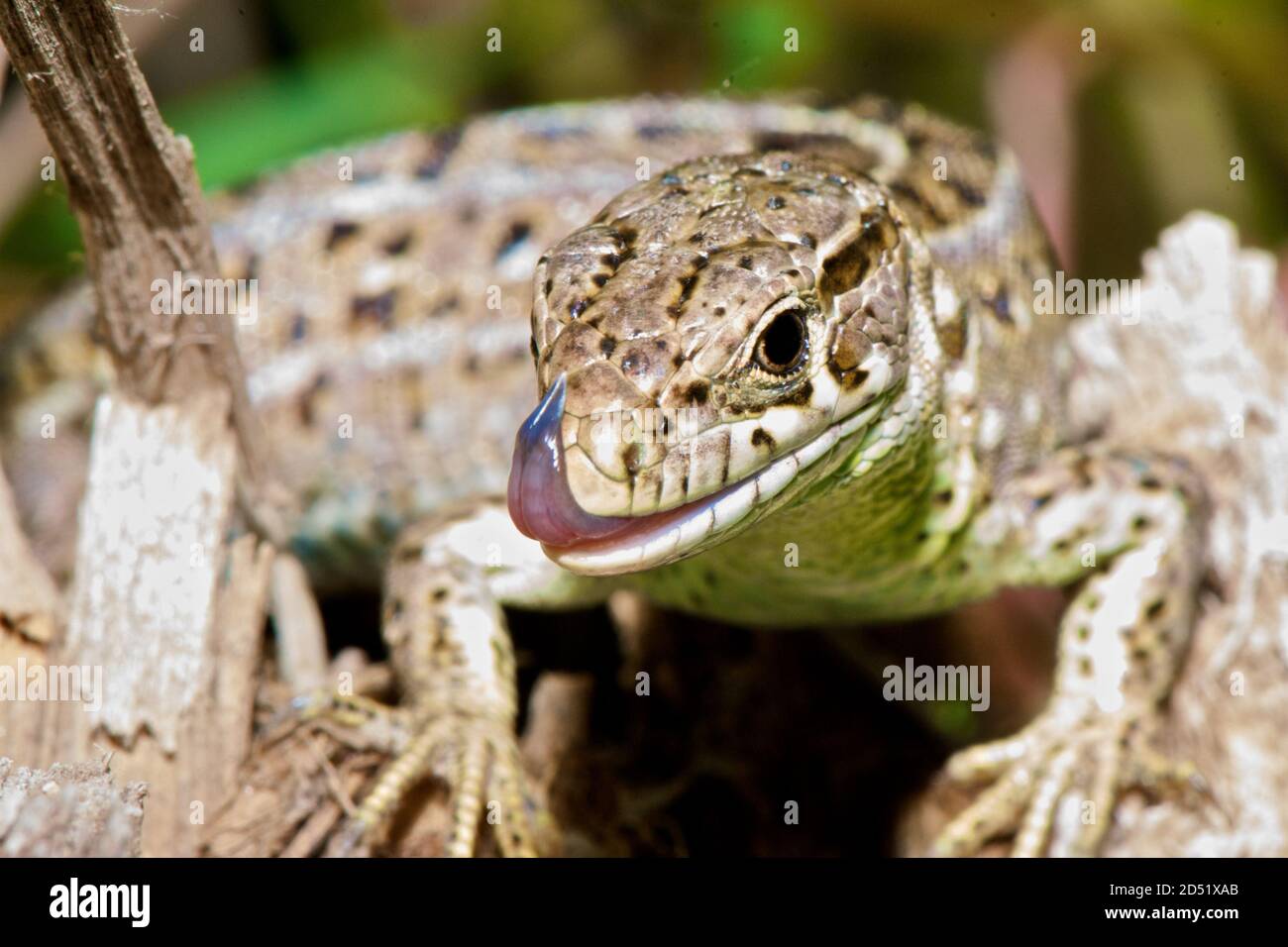 Lizard sits on the ground and eats an insect Stock Photo - Alamy