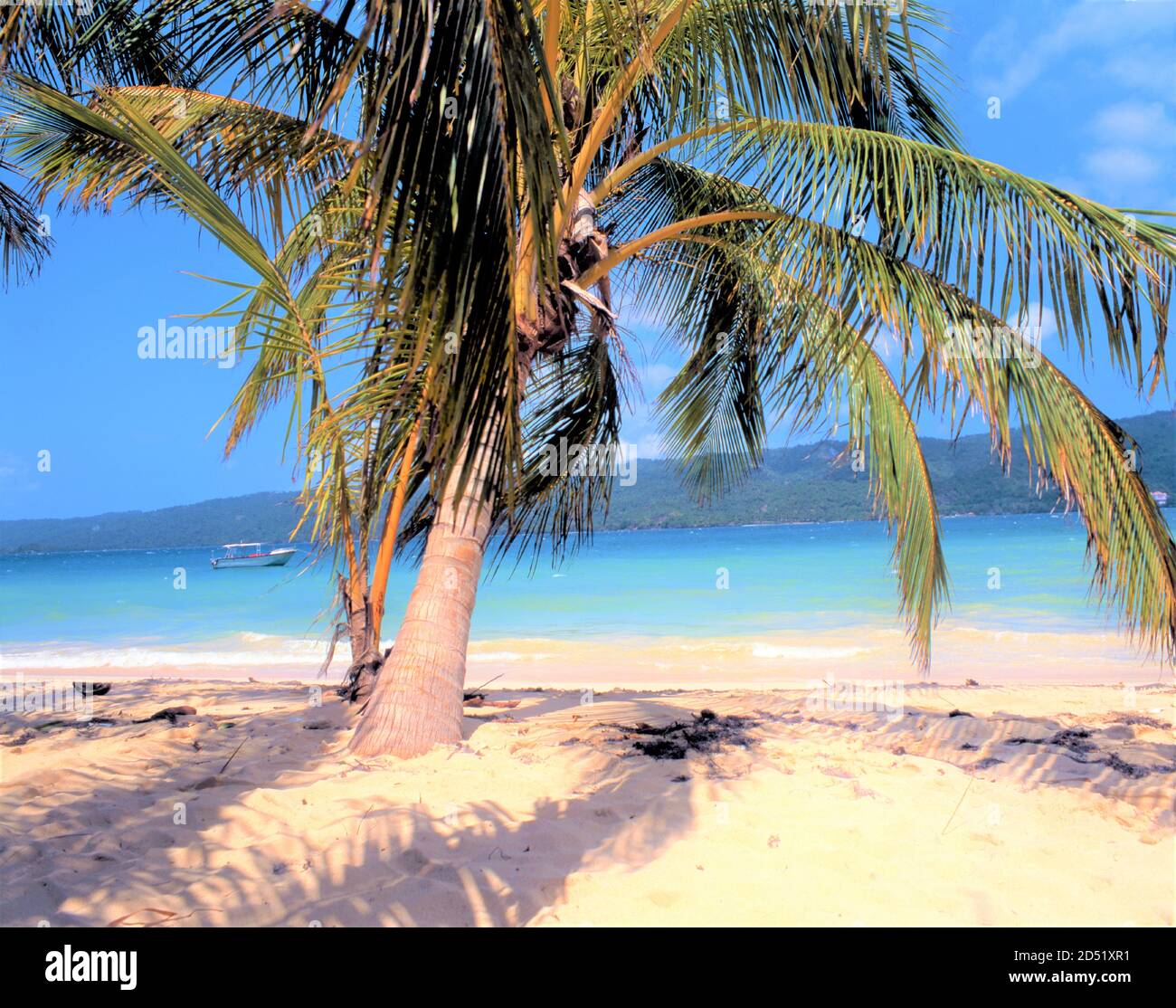 Palm tree growing out of the sandy beach hi-res stock photography and ...