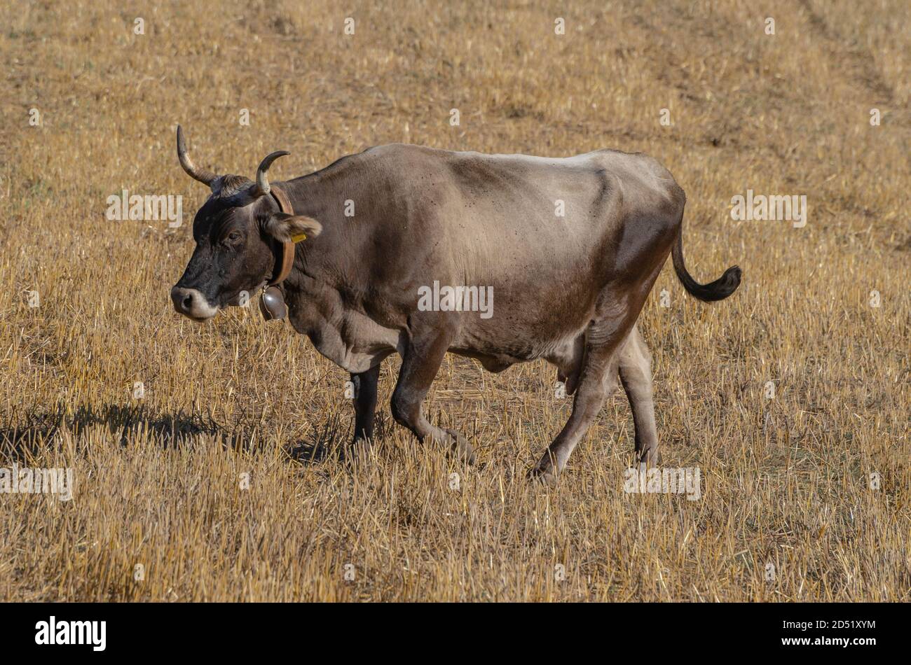 Cow in the foreground in the countryside Stock Photo