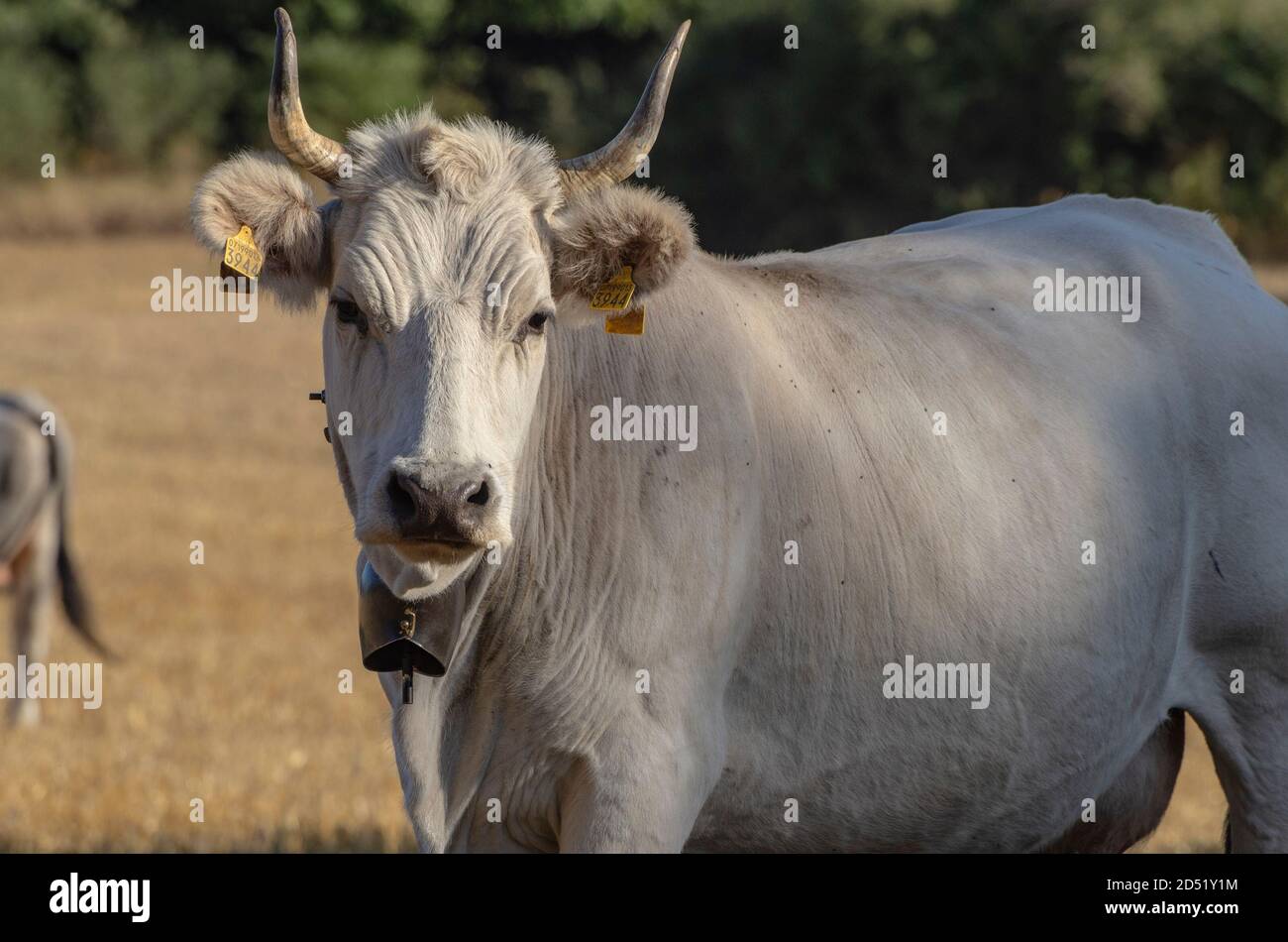 Cow in the foreground in the countryside Stock Photo