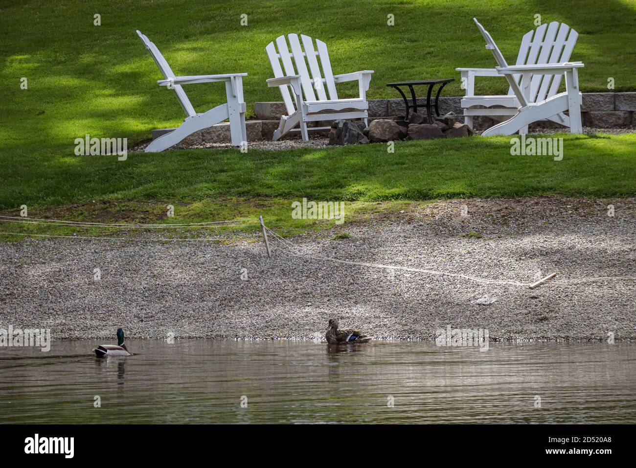two mallard ducks on a lake next to lawn chairs Stock Photo
